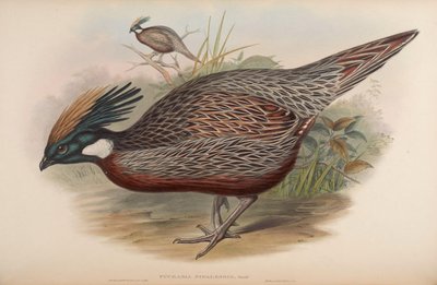 Pucrasia nipalensis - John Gould